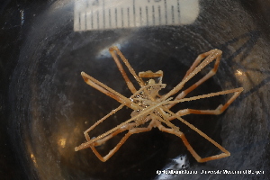  ( - ZMBN_136575)  @11 [ ] Creative Commons BY NC SA (2020) University of Bergen Natural History Collections