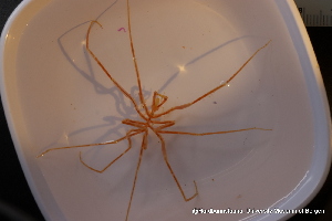 ( - ZMBN_136577)  @11 [ ] Creative Commons BY NC SA (2020) University of Bergen Natural History Collections