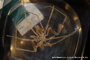 ( - ZMBN_136577)  @11 [ ] Creative Commons BY NC SA (2020) University of Bergen Natural History Collections