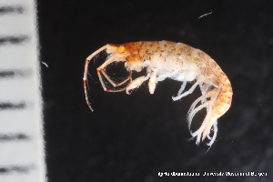  ( - ZMBN_136689)  @11 [ ] Creative Commons BY NC SA (2020) University of Bergen Natural History Collections