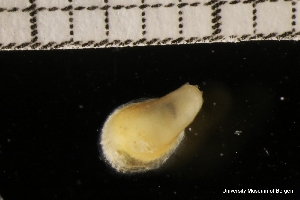  ( - ZMBN_136735)  @11 [ ] Creative Commons BY NC SA (2022) University of Bergen Natural History Collections
