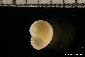  ( - ZMBN_136741)  @11 [ ] Creative Commons BY NC SA (2022) University of Bergen Natural History Collections