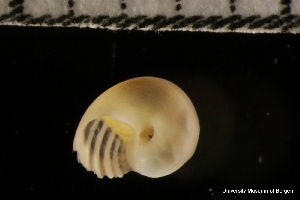  ( - ZMBN_136741)  @11 [ ] Creative Commons BY NC SA (2022) University of Bergen Natural History Collections