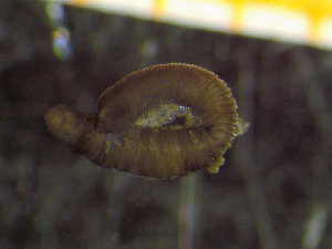  ( - ZMBN_136821)  @11 [ ] Creative Commons BY NC SA (2020) University of Bergen Natural History Collections