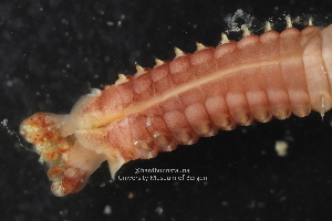  (Acromegalomma - ZMBN_136841)  @11 [ ] Creative Commons BY NC SA (2020) University of Bergen Natural History Collections
