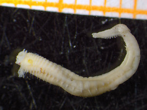  ( - ZMBN_136846)  @11 [ ] Creative Commons BY NC SA (2020) University of Bergen Natural History Collections