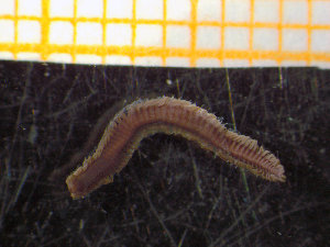  ( - ZMBN_136858)  @11 [ ] Creative Commons BY NC SA (2020) University of Bergen Natural History Collections