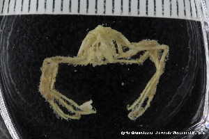  (Ascorhynchus abyssi - ZMBN_137801)  @11 [ ] Creative Commons BY NC SA (2020) University of Bergen Natural History Collections