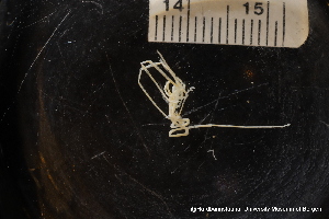  ( - ZMBN_137814)  @11 [ ] Creative Commons BY NC SA (2020) University of Bergen Natural History Collections