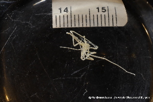 ( - ZMBN_137814)  @11 [ ] Creative Commons BY NC SA (2020) University of Bergen Natural History Collections