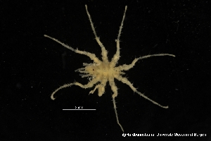  (Eurycyde hispida - ZMBN_137817)  @11 [ ] Creative Commons BY NC SA (2020) University of Bergen Natural History Collections