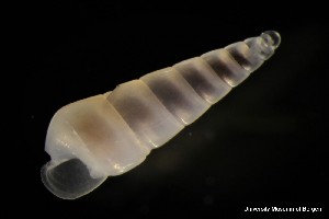  (Eulimella compactilis - ZMBN_137860)  @11 [ ] Creative Commons BY NC SA (2022) University of Bergen Natural History Collections
