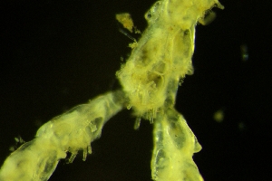  ( - ZMBN_138024)  @11 [ ] CreativeCommons BY NC SA (2021) University of Bergen Natural History Collections