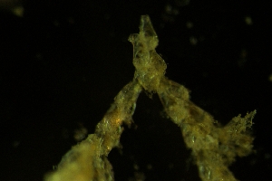 ( - ZMBN_138028)  @11 [ ] CreativeCommons BY NC SA (2021) University of Bergen Natural History Collections