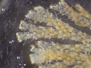  (Bugulina simplex - ZMBN_138032)  @11 [ ] CreativeCommons BY NC SA (2021) University of Bergen Natural History Collections