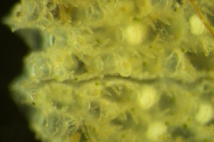  ( - ZMBN_138038)  @11 [ ] CreativeCommons BY NC SA (2021) University of Bergen Natural History Collections