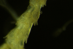  ( - ZMBN_138040)  @11 [ ] CreativeCommons BY NC SA (2021) University of Bergen Natural History Collections