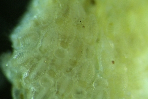 ( - ZMBN_138053)  @11 [ ] CreativeCommons BY NC SA (2021) University of Bergen Natural History Collections