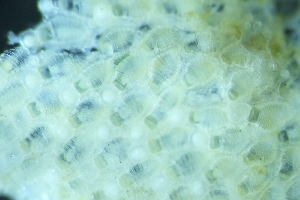  ( - ZMBN_138064)  @11 [ ] CreativeCommons BY NC SA (2021) University of Bergen Natural History Collections