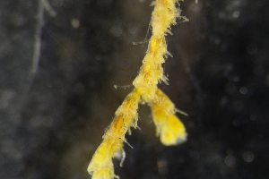  ( - ZMBN_138194)  @11 [ ] CreativeCommons BY NC SA (2021) University of Bergen Natural History Collections