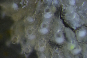  (Cylindroporella tubulosa - ZMBN_139318)  @11 [ ] CreativeCommons BY NC SA (2021) University of Bergen Natural History Collections
