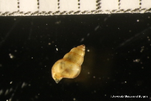  ( - ZMBN_140892)  @11 [ ] Creative Commons BY NC SA (2022) University of Bergen Natural History Collections
