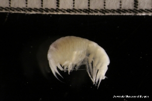  ( - ZMBN_145699)  @11 [ ] Creative Commons BY NC SA (2022) University of Bergen Natural History Collections