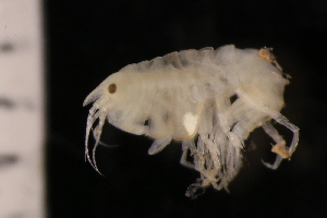  ( - ZMBN_147652)  @11 [ ] Creative Commons BY NC SA (2022) University of Bergen Natural History Collections