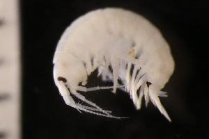  ( - ZMBN_147692)  @11 [ ] Creative Commons BY NC SA (2022) University of Bergen Natural History Collections