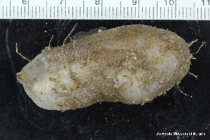  ( - ZMBN_147720)  @11 [ ] Creative Commons BY NC SA (2022) University of Bergen Natural History Collections