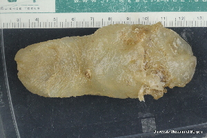 ( - ZMBN_147773)  @11 [ ] Creative Commons BY NC SA (2022) University of Bergen Natural History Collections