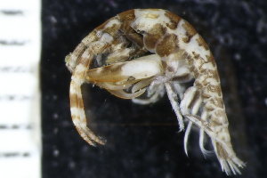  ( - ZMBN_147997)  @11 [ ] Creative Commons BY NC SA (2022) University of Bergen Natural History Collections