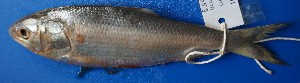  ( - Tenualosa ilisha_Hakaluki HaorFish2)  @11 [ ] CreativeCommons - Attribution Share-Alike (2021) AHM Shafiullah Habib Department of Zoology, Jagannath University