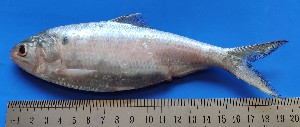  ( - Tenualosa ilisha_Sariakandi_Fish1)  @11 [ ] CreativeCommons - Attribution Share-Alike (2021) AHM Shafiullah Habib Jagannath University