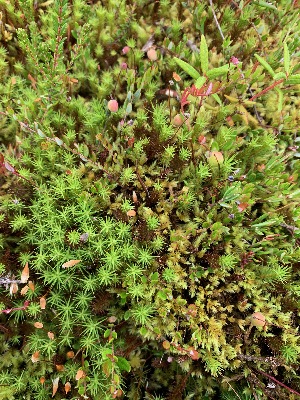  (Polytrichum commune - HG 06-16)  @11 [ ] No Rights Reserved  Unspecified Unspecified