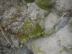  (Anomobryum concinnatum - HG 16-14)  @11 [ ] No Rights Reserved  Unspecified Unspecified