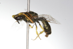  ( - MACN-En 9742)  @11 [ ] Copyright (2012) MACN Museo Argentino de Ciencias Naturales 