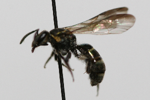  (Neocorynura rgv 1 - MACN-En 19652)  @11 [ ] Copyright (2015) Rocío González-Vaquero Museo Argentino de Ciencias Naturales "Bernardino Rivadavia"