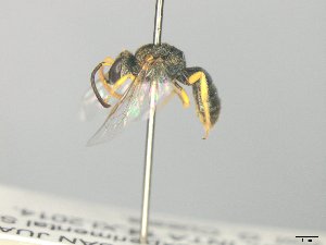  ( - MACN-En 21783)  @11 [ ] Copyright (2016) Luis Compagnucci Museo Argentino de Ciencias Naturales "Bernardino Rivadavia"
