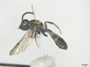  (Neocorynura sp. 1 - MACN-En 21789)  @11 [ ] Copyright (2016) Luis Compagnucci Museo Argentino de Ciencias Naturales "Bernardino Rivadavia"