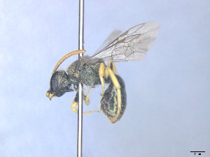  ( - MACN-En 21798)  @11 [ ] Copyright (2016) Luis Compagnucci Museo Argentino de Ciencias Naturales "Bernardino Rivadavia"