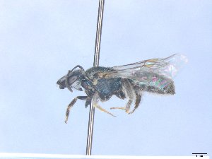  ( - MACN-En 21803)  @11 [ ] Copyright (2016) Luis Compagnucci Museo Argentino de Ciencias Naturales "Bernardino Rivadavia"