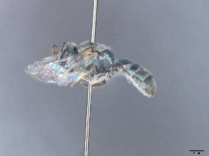  ( - MACN-En 21822)  @11 [ ] Copyright (2016) Luis Compagnucci Museo Argentino de Ciencias Naturales "Bernardino Rivadavia"