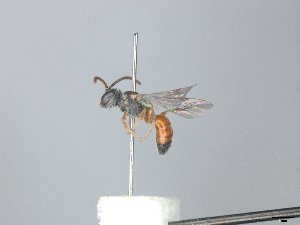  ( - MACN-En 21868)  @11 [ ] Copyright (2016) Luis Compagnucci Museo Argentino de Ciencias Naturales "Bernardino Rivadavia"