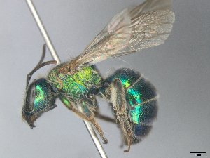  (Augochloropsis rgv 7 - MACN-En 21888)  @13 [ ] Copyright (2016) Luis Compagnucci Museo Argentino de Ciencias Naturales "Bernardino Rivadavia"