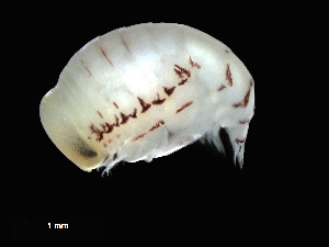  (Platyscelus crustulatus - NBCHyAmp-109)  @11 [ ] CreativeCommons Attribution-NonCommercial-ShareAlike (2023) Naturalis Biodiversity Center Unspecified