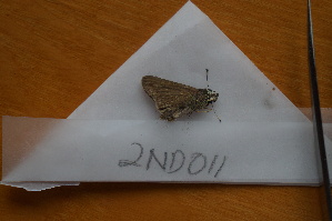  ( - 2ND011)  @12 [ ] CreativeCommons - Attribution Non-Commercial No Derivatives (2018) Sing Kong Wah Kunming Institute of Zoology