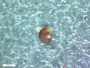  (Skenella - HA04_GAS_7_0110.25_UBGD.295281)  @11 [ ] CreativeCommons - Attribution Share-Alike (2024) Unspecified Universite de Bourgogne, Biogeosciences
