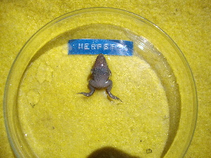  ( - HARG-08)  @11 [ ] Unspecified (default): All Rights Reserved  Unspecified Unspecified