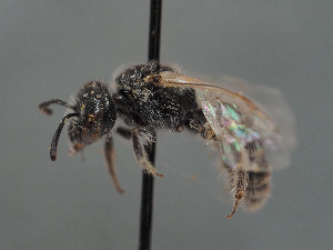  (Lasioglossum brevicorne - HASARD-016)  @11 [ ] nrr (2024) Unspecified Simone Flaminio